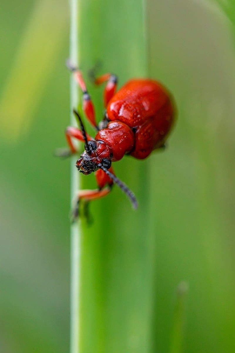 Pest Control Tips