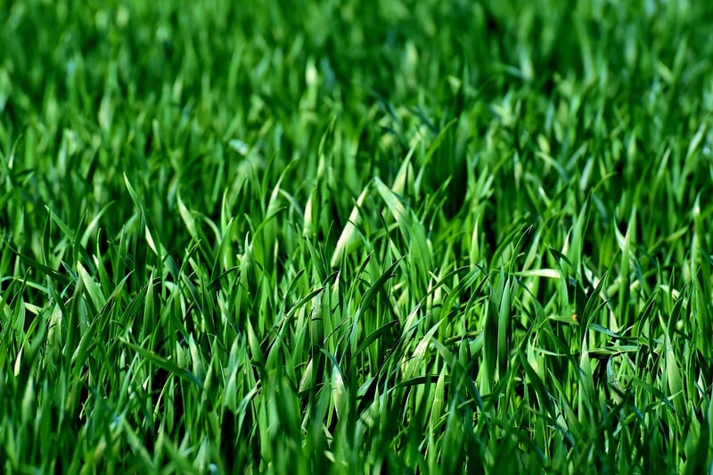 Garden Landscape