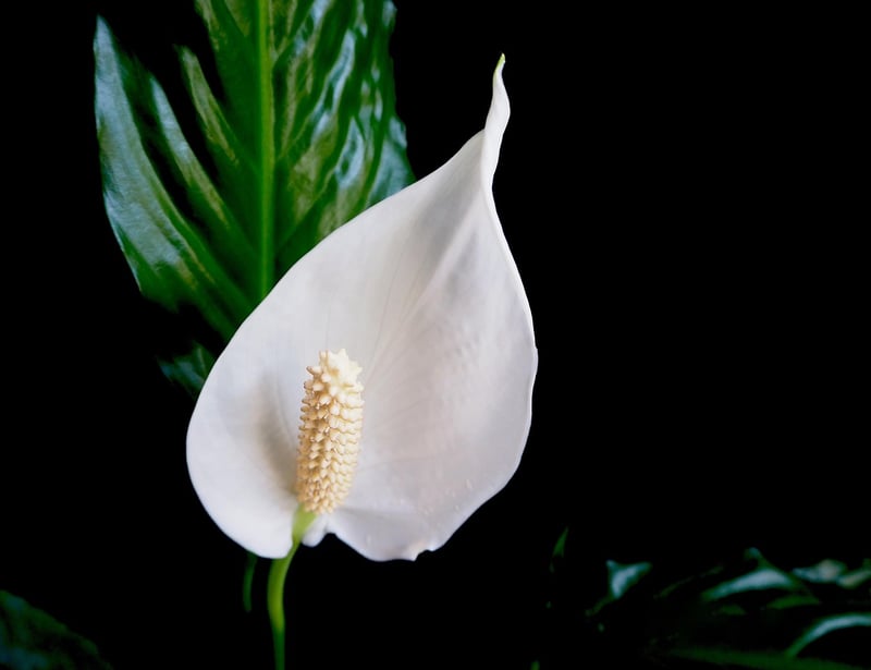Peace Lily